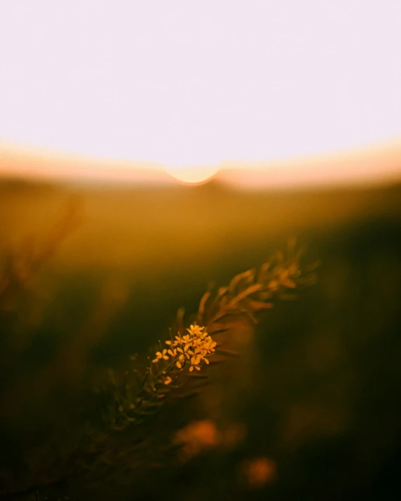 closeup view of grass in sunlight during daylight