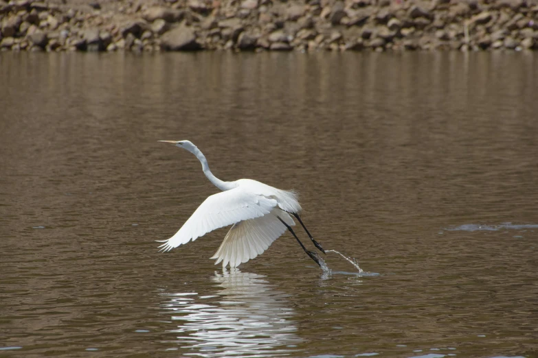 a bird that is flying over water near rocks