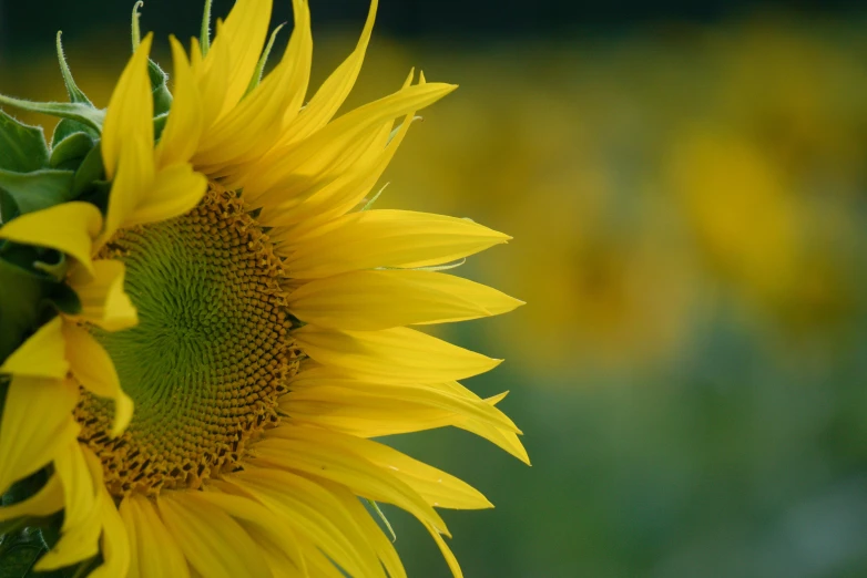 there is a large yellow sunflower in the foreground