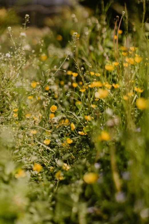 a group of wild flowers in the green