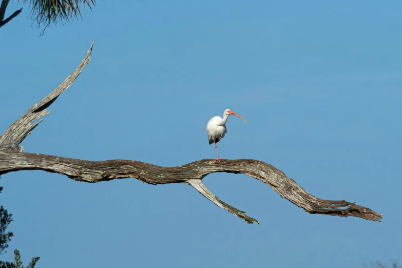 a bird sitting on a tree nch on the ocean