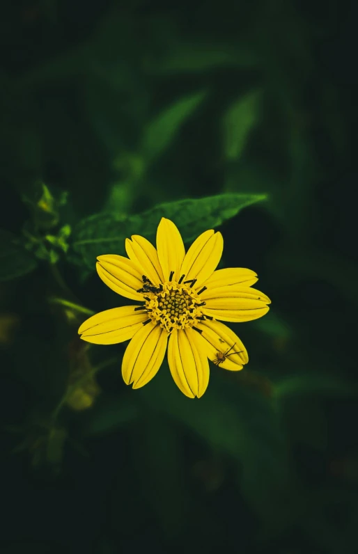 yellow flower with green leaves and dark background