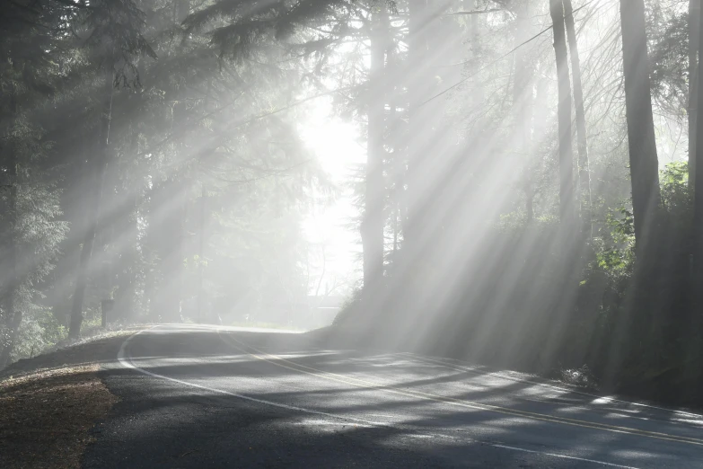 sunbeams over an empty road in the forest