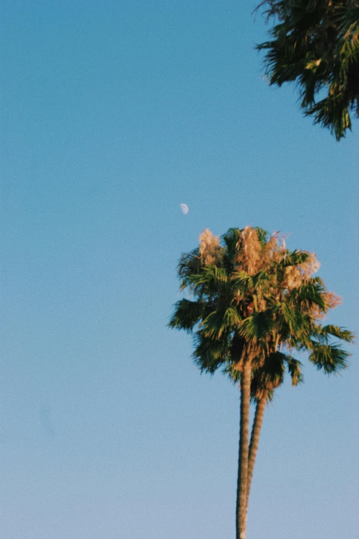 a clear sky and a palm tree on a beach