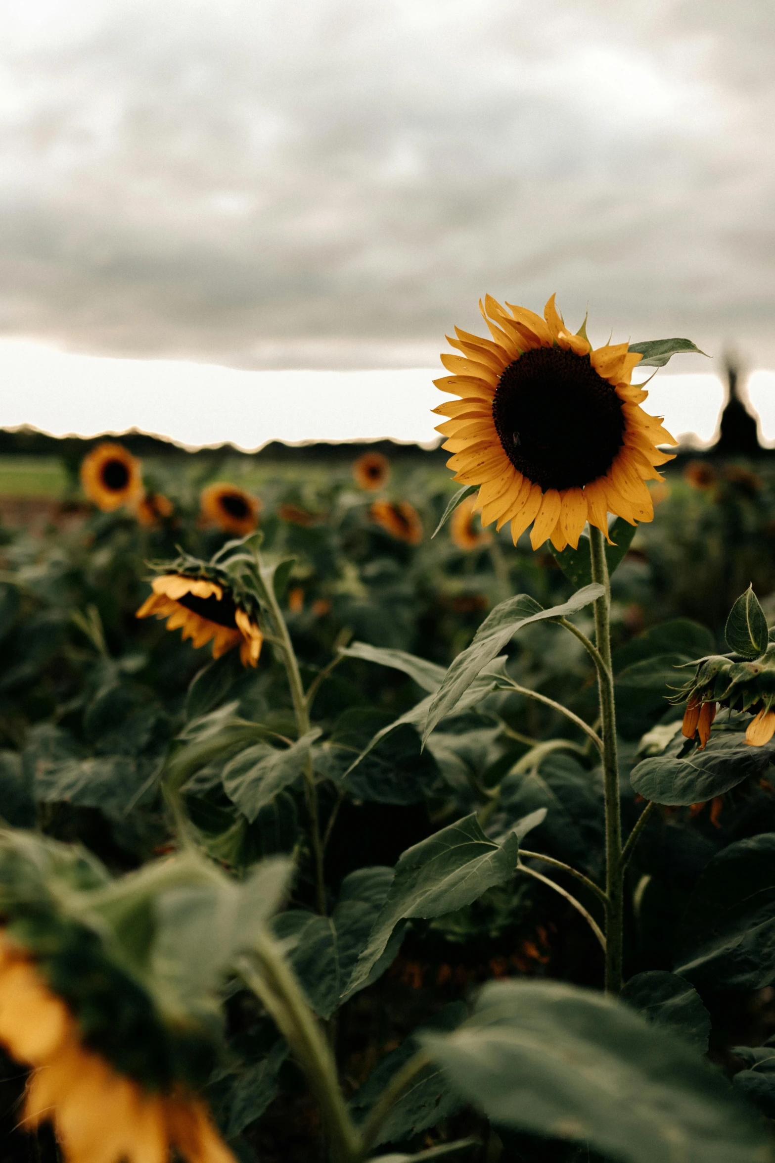 a large sunflower that is next to some people