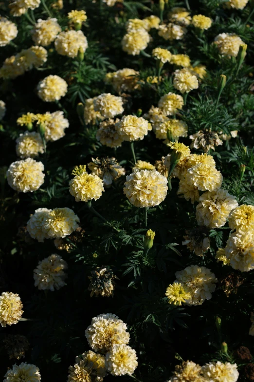 a bunch of yellow flowers in the sun