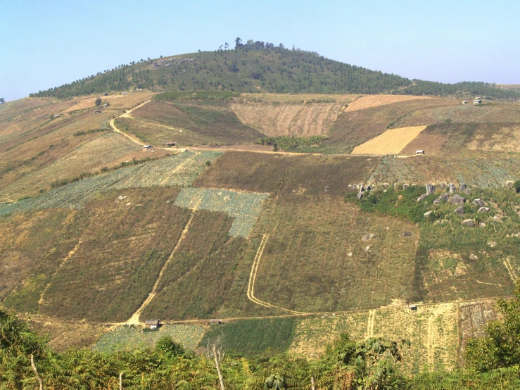 a hill with several rows of farmland near a forest