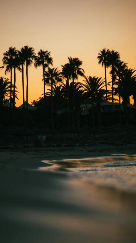a large number of palm trees on a beach