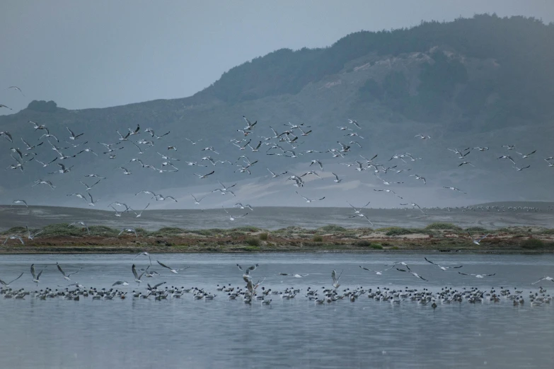 large flock of birds flying around water in the middle of a forest