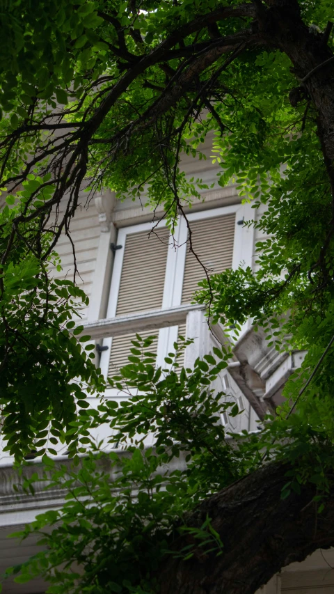 a very large tree next to a tall white building