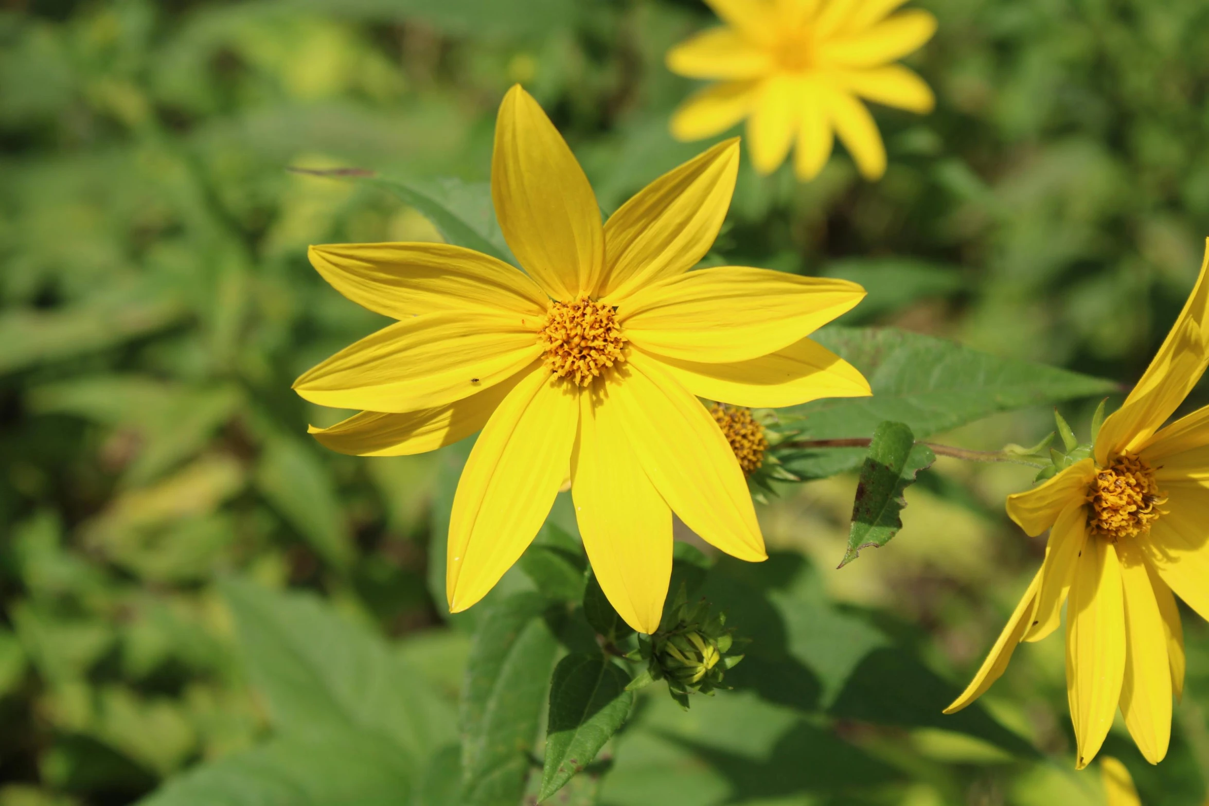 some yellow flowers growing in a green field