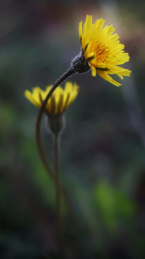 a dandelion is blooming in a sunny field