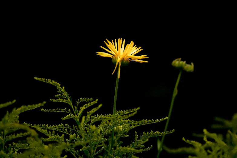 the back and side view of some plants with flowers in it