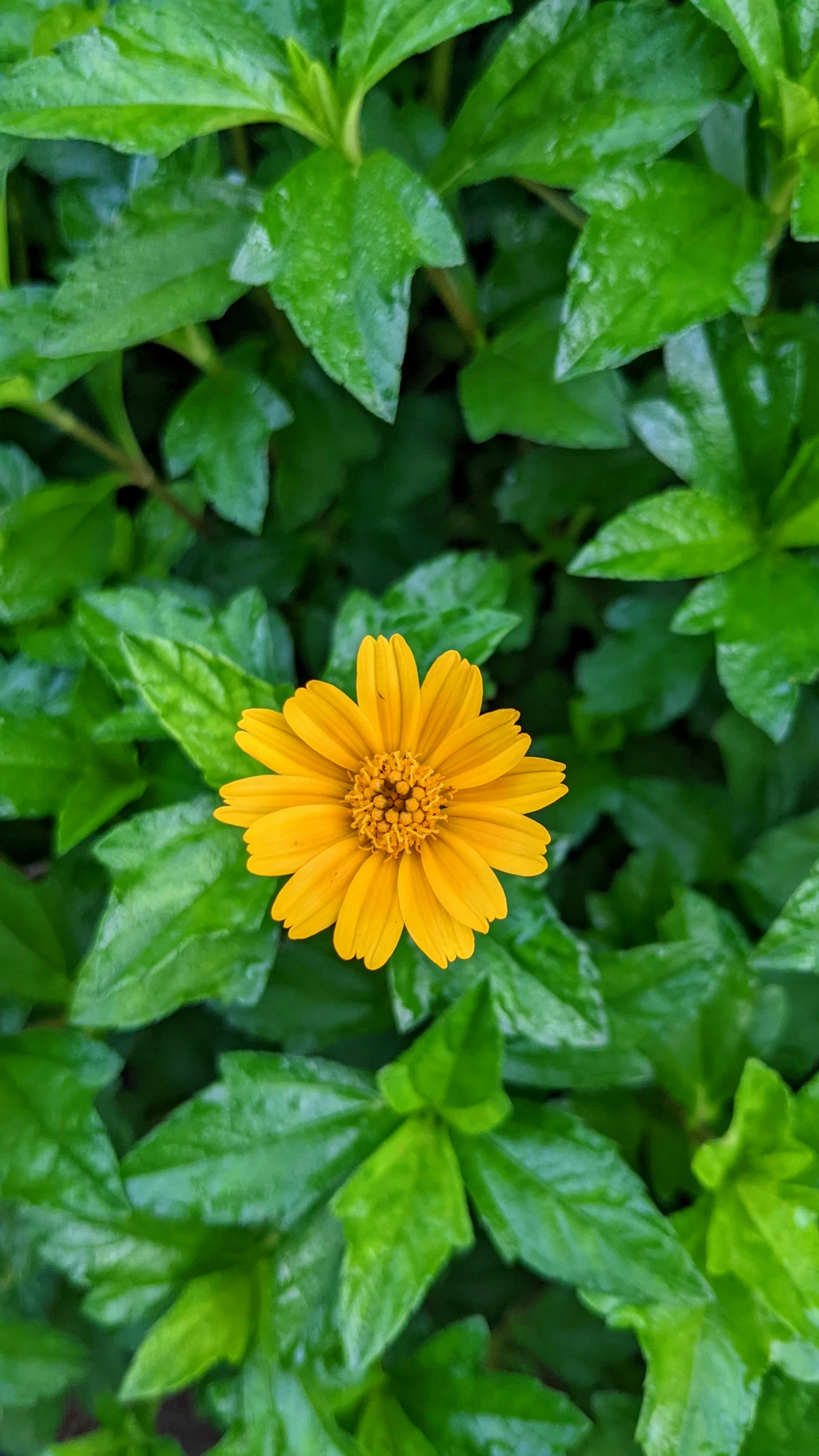 a yellow flower on a green plant surrounded by leaves