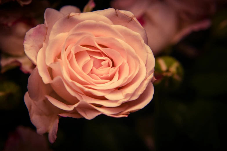 a closeup view of a rose flower in full bloom