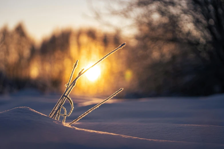 a small leaf is covered in frost and is illuminated by the sun