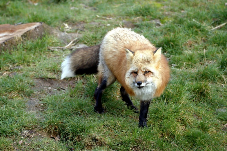 a red fox on some grass looking angry