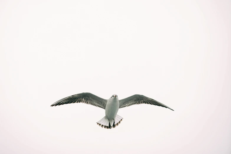a bird is flying through the sky and landing
