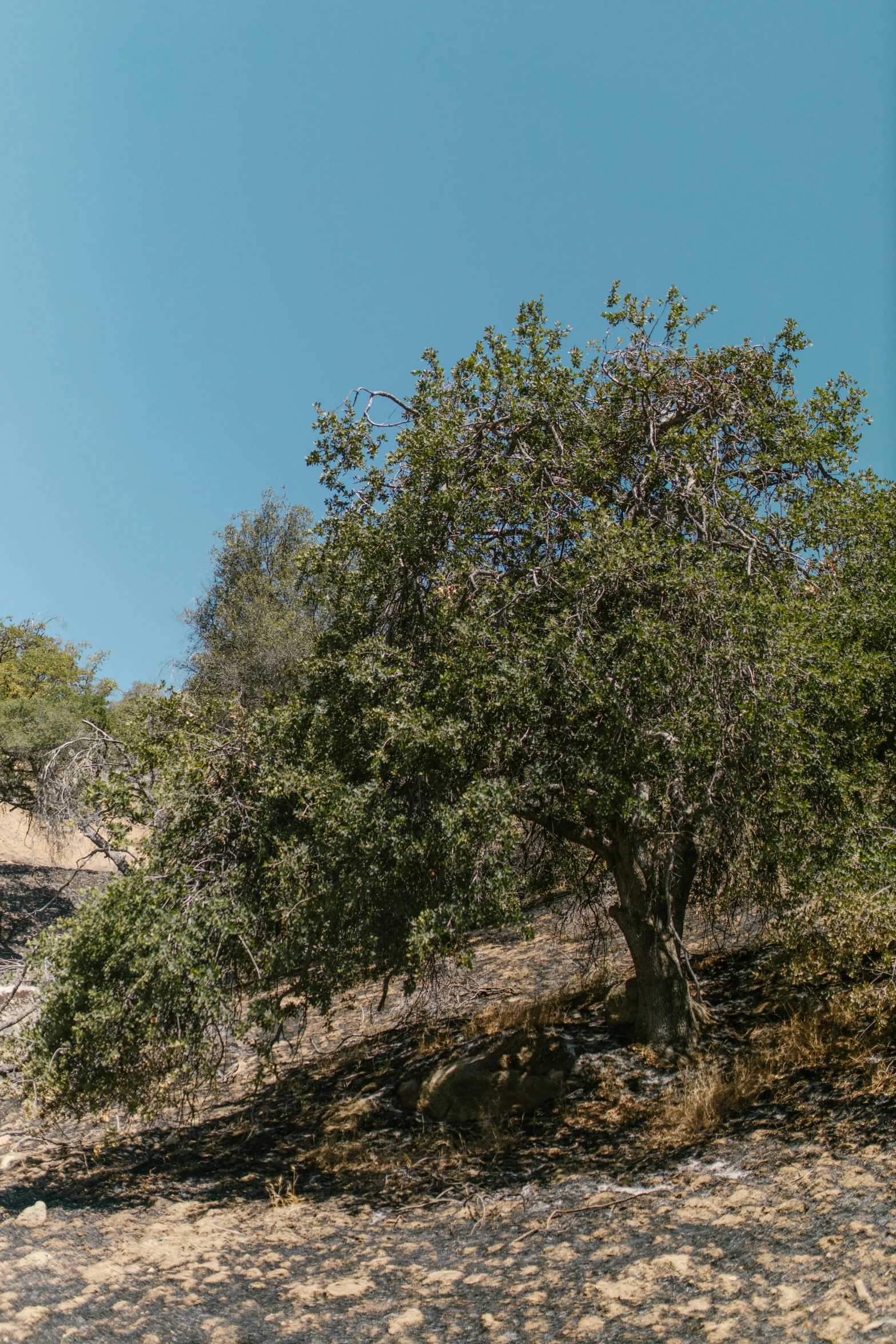 a giraffe standing next to a large green tree on top of a hill