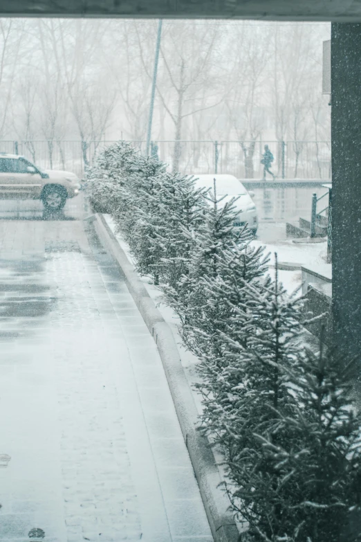 snow falling in front of a tree and some parked cars