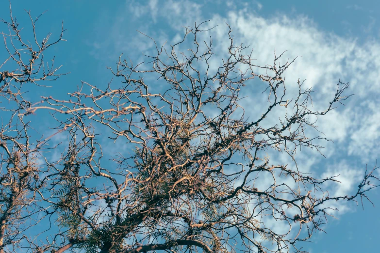 a very pretty tree in front of a blue sky