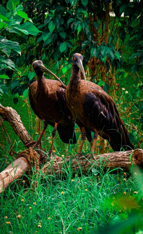 two birds perched next to each other on a log