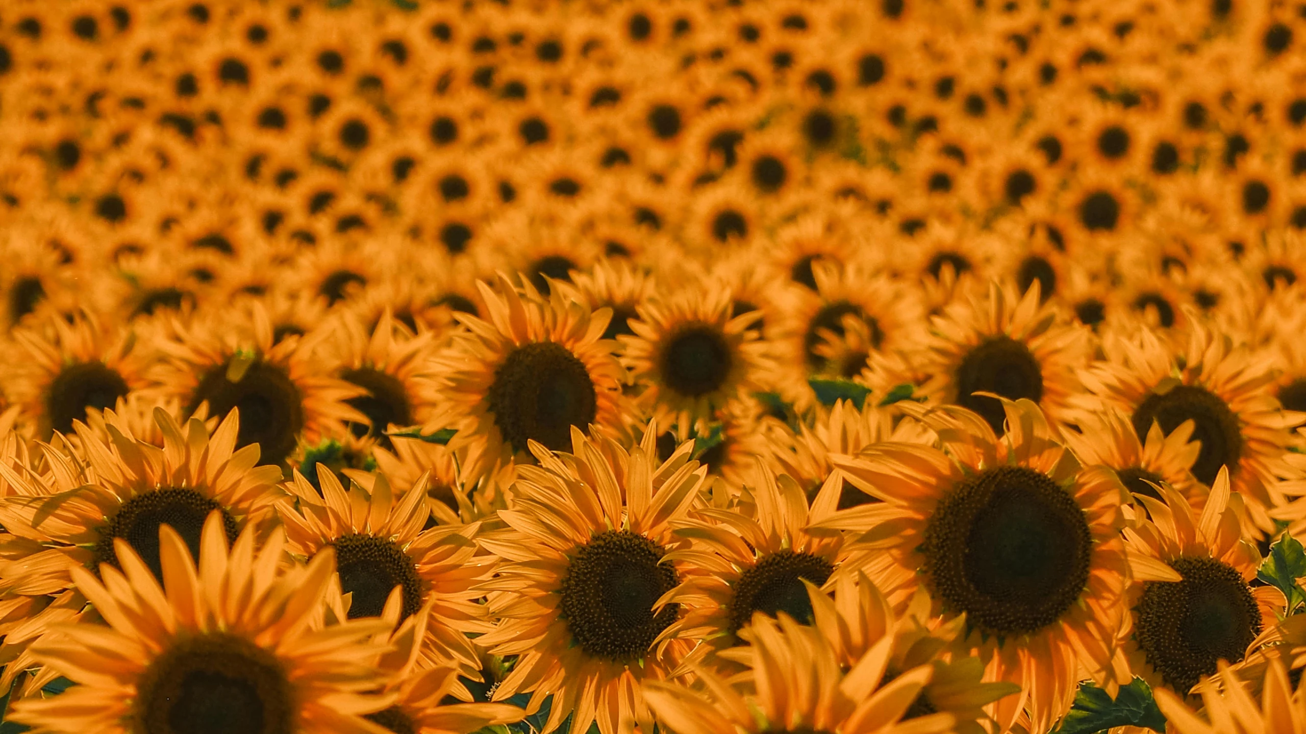 many large sunflowers spread out in a field