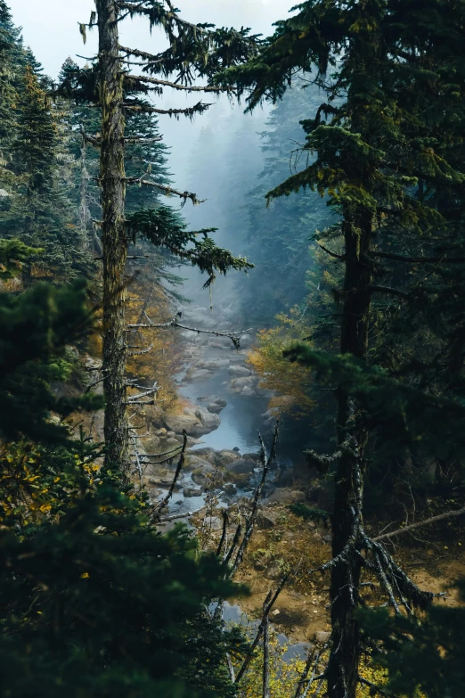 a misty morning in a wooded area with a river running through the middle of it