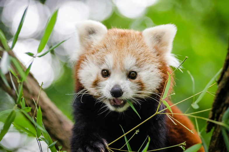 a red panda cub in a tree chewing on leaves