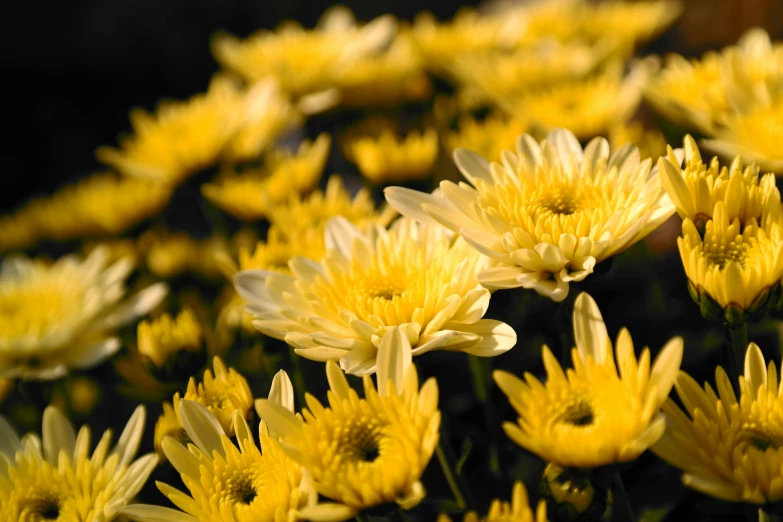 yellow flowers are all over the frame on this po