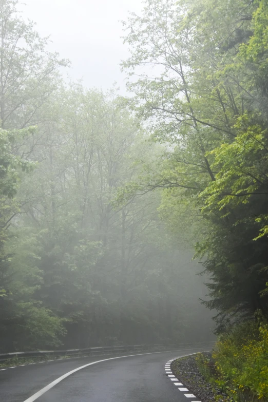 the light shines on the misty forest and road