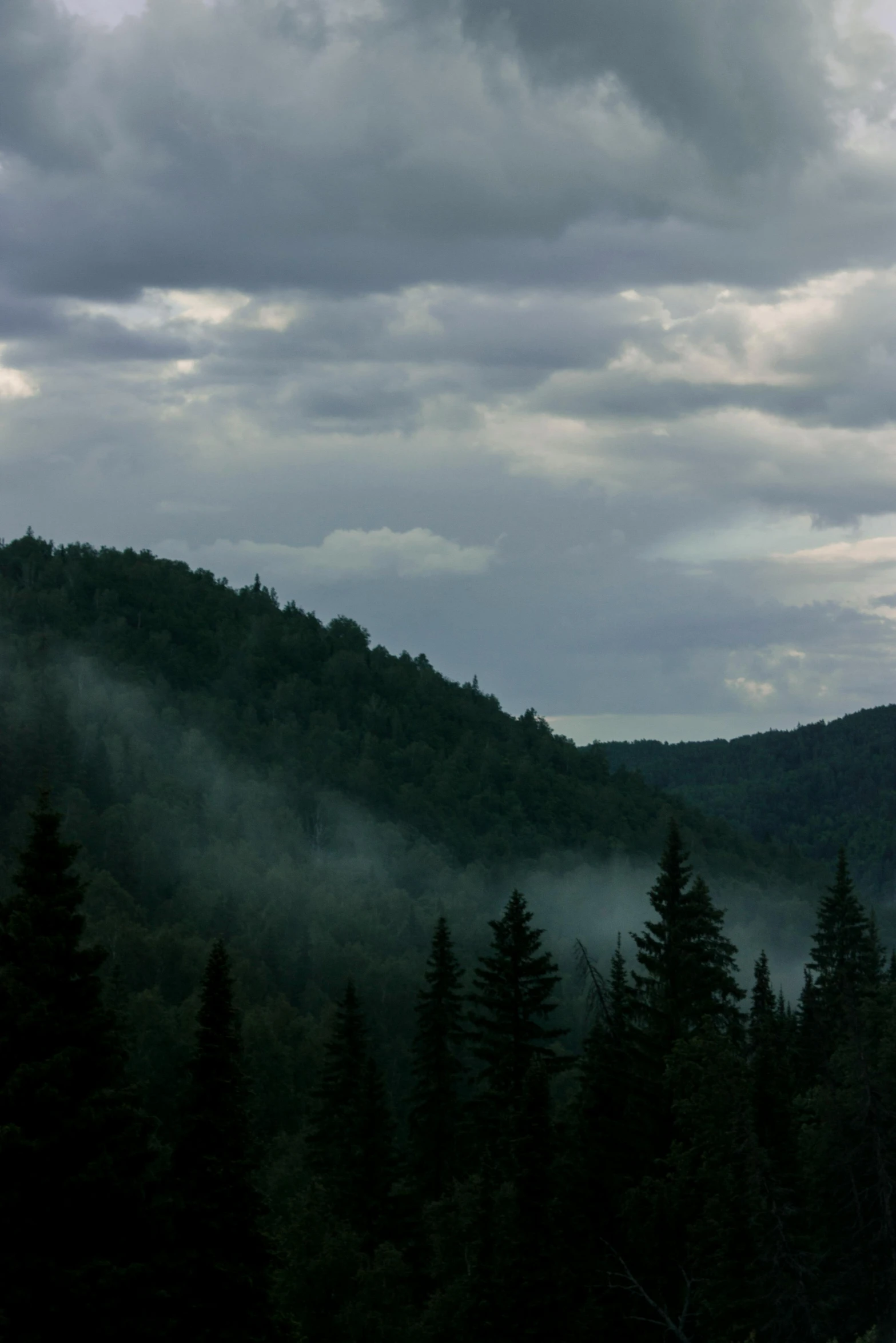 a foggy forest scene with tall evergreen trees