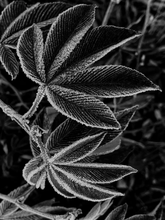 black and white po of a leaf in the grass