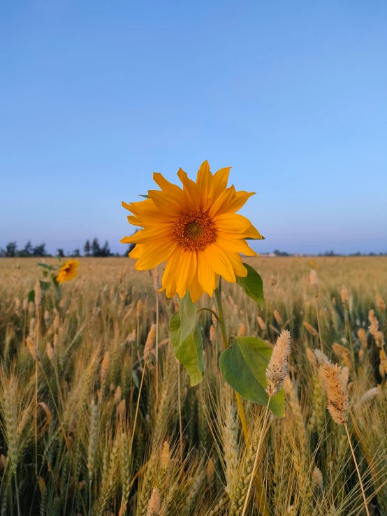 a large yellow sunflower is on the field