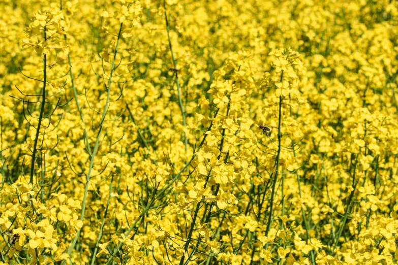 many yellow flowers are in a field and it is blooming