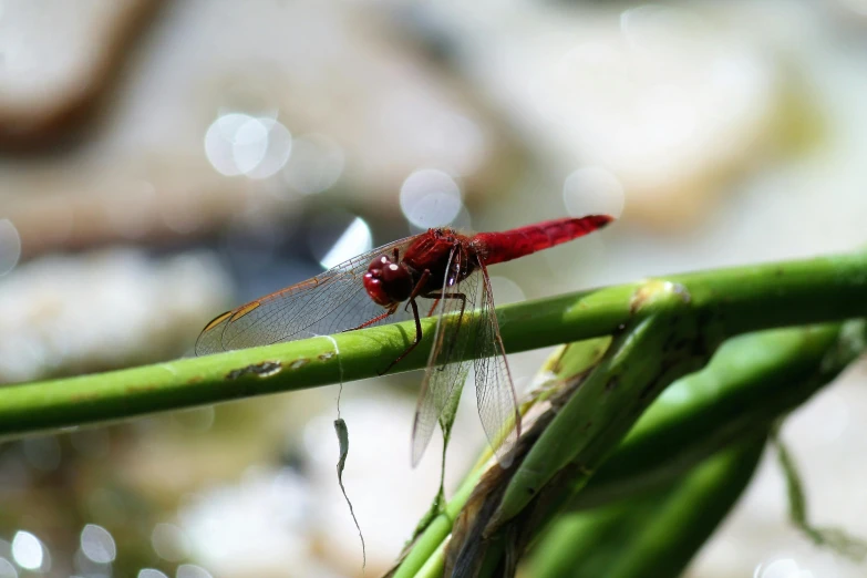 a bug is sitting on a nch in the woods