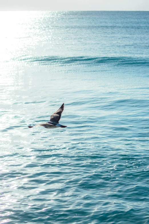 seagulls flying over a body of water near the shore