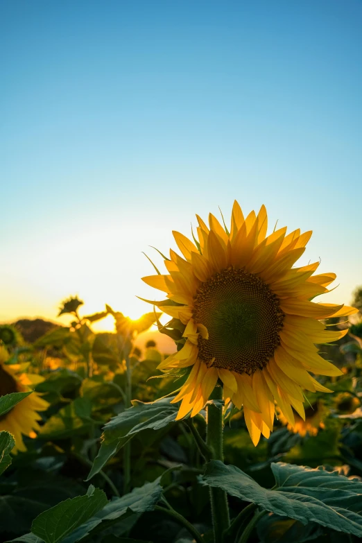 the sunflowers appear to be dying as the sky shines in the background