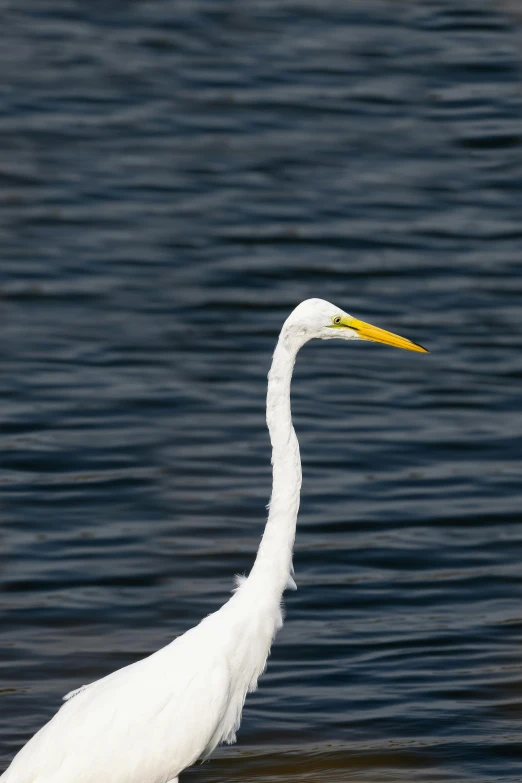 an egret wading through the water looking for food