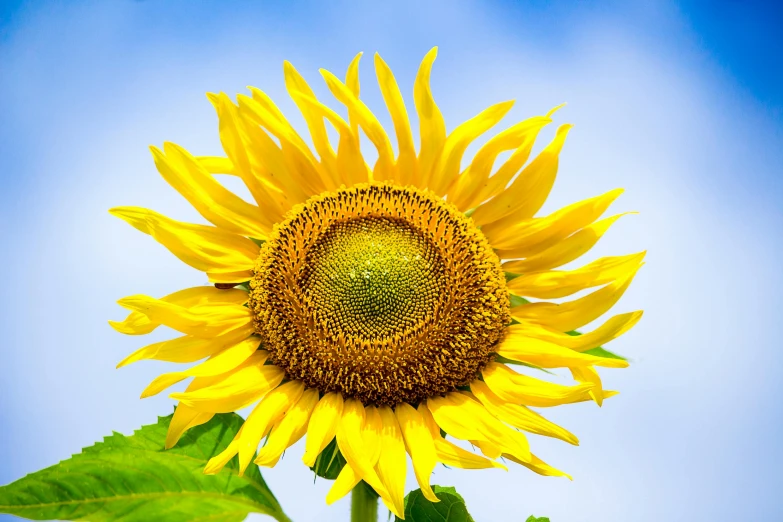 there is a big yellow sunflower that is blooming