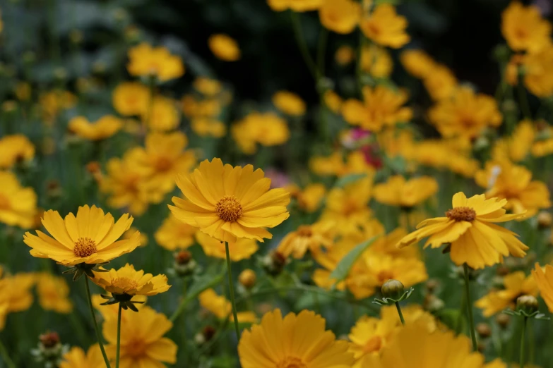 a lot of yellow flowers with green leaves in the background