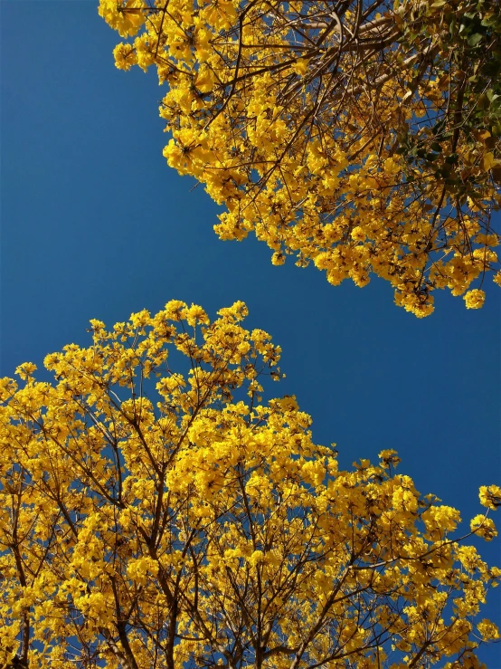 this is yellow trees against the blue sky