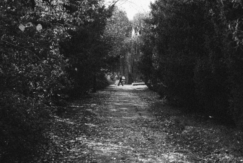 the person is walking down a trail surrounded by trees