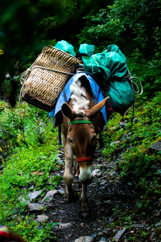 a donkey with a basket on it's back going down a path