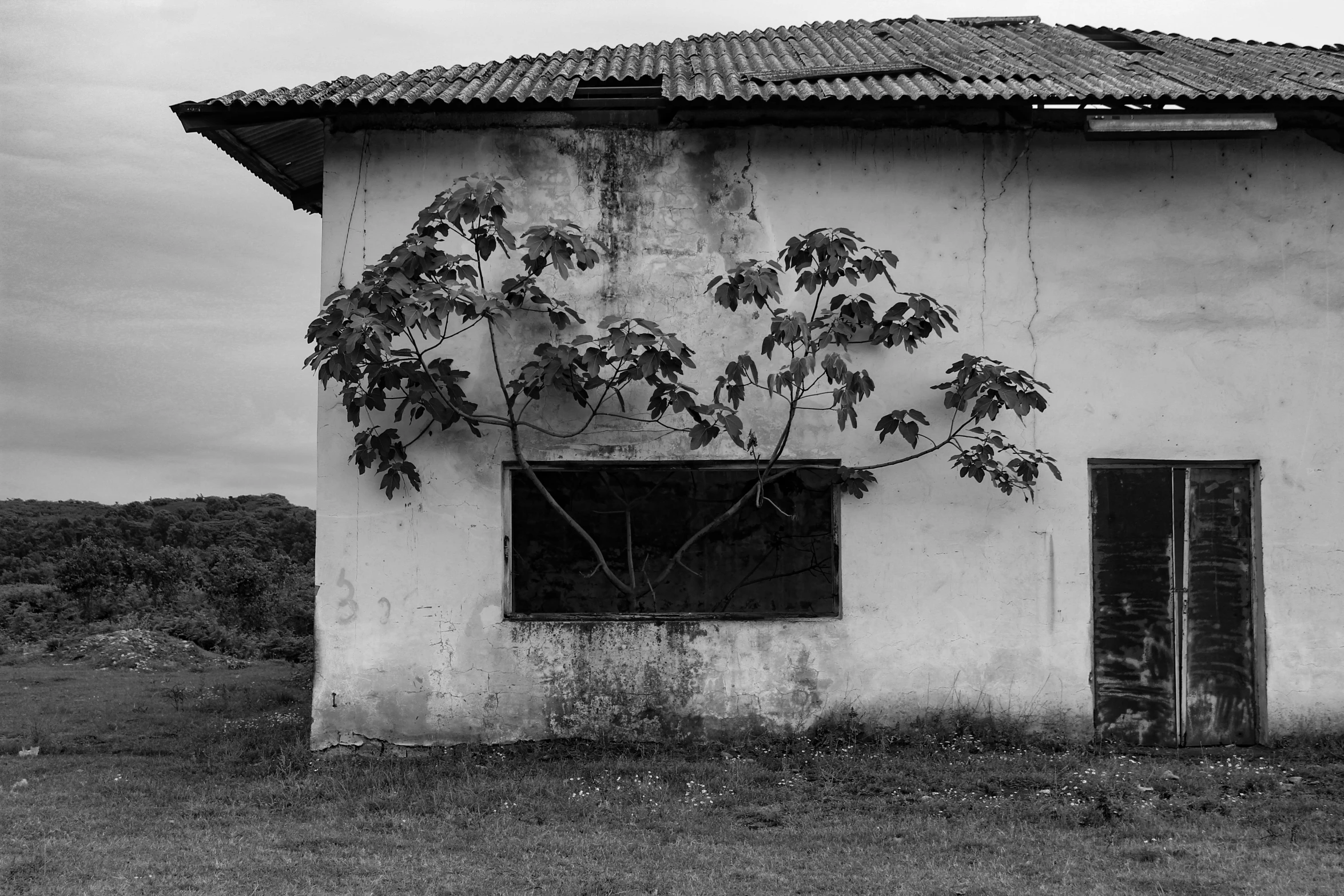 an old building with a tree outside of it