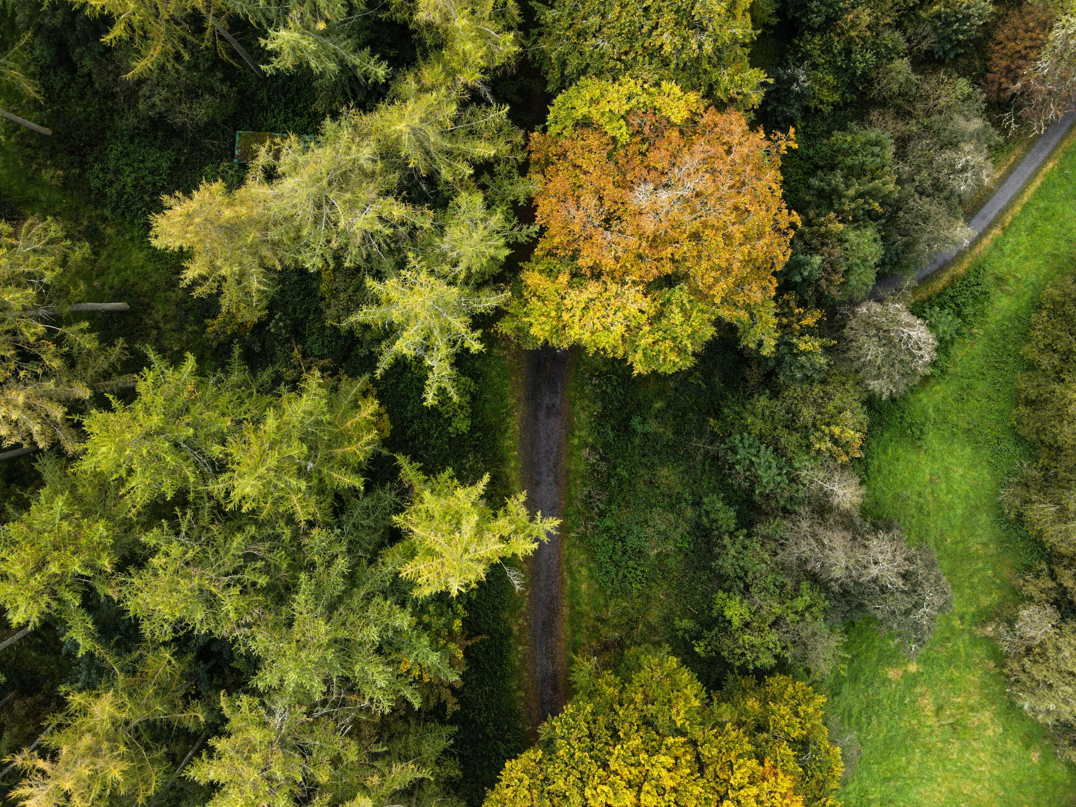 a wooded landscape from up in the air with lots of leaves