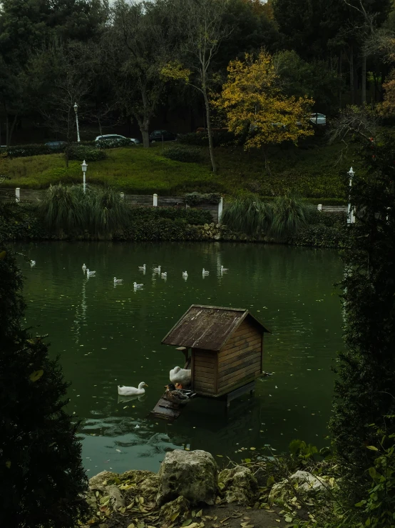 a lake with swans and a house in it