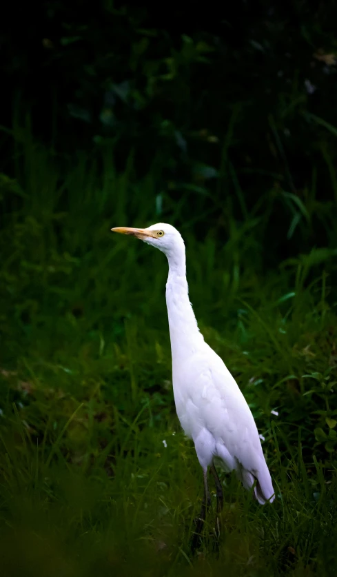 a white bird standing in the grass alone