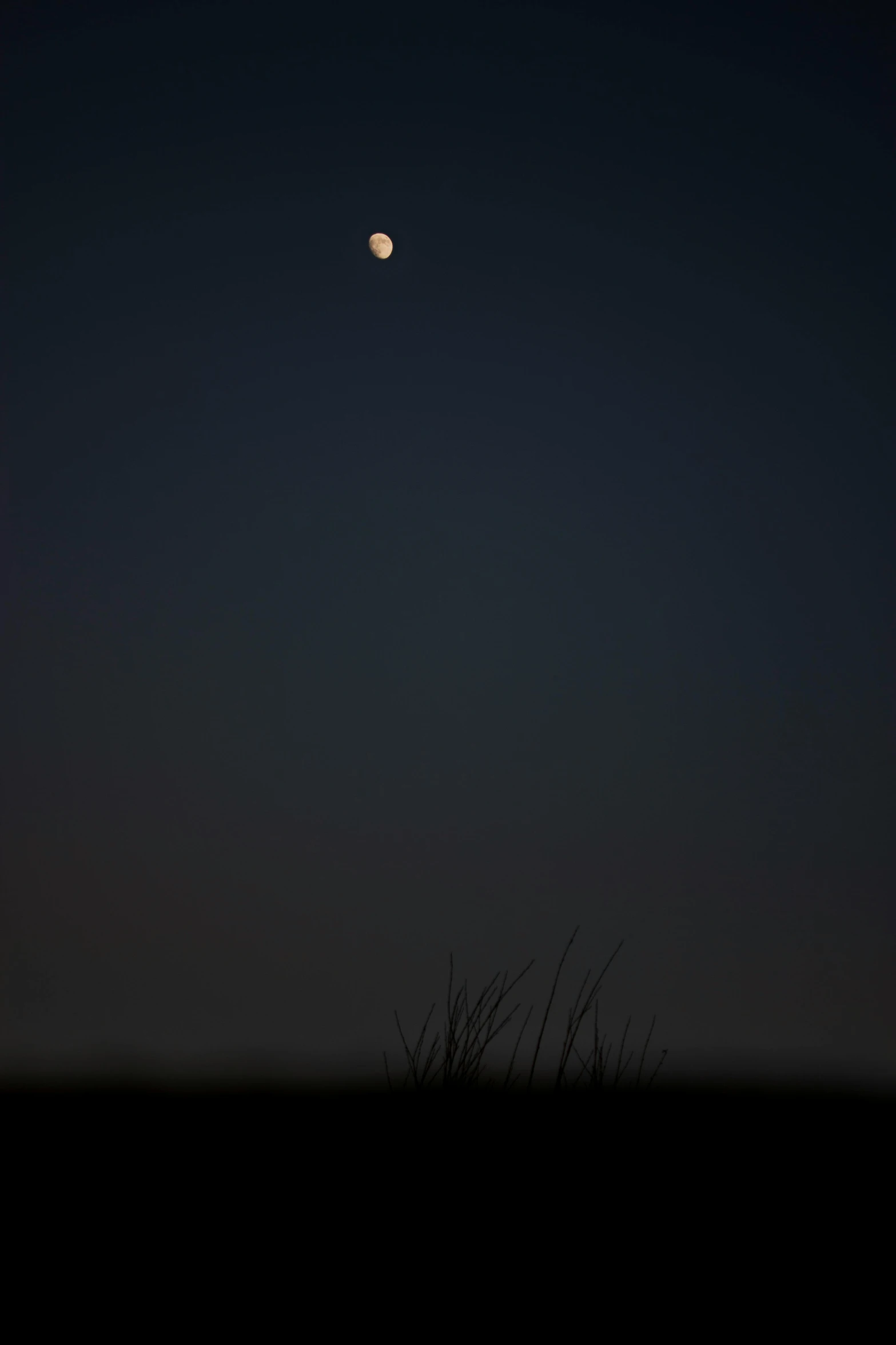 an animal grazing in a field under a moon lit sky