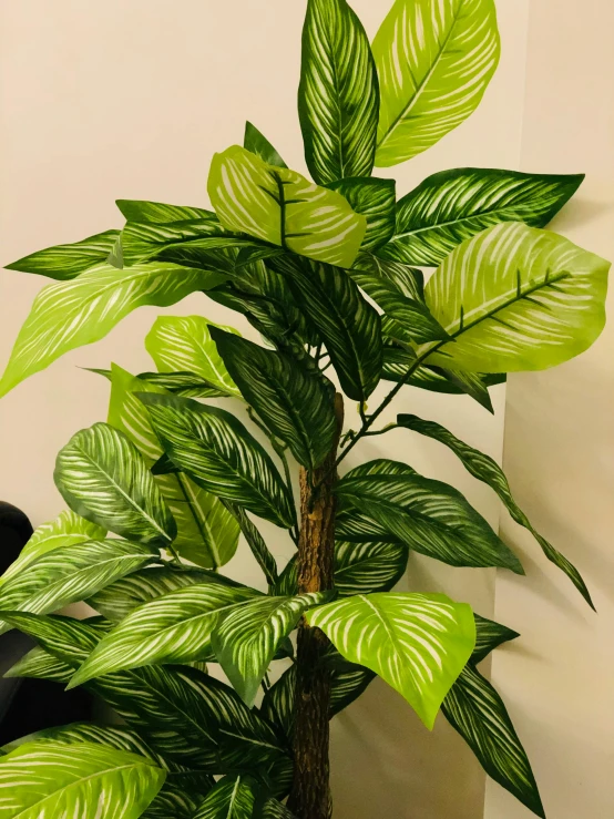 a potted plant is sitting next to a wall